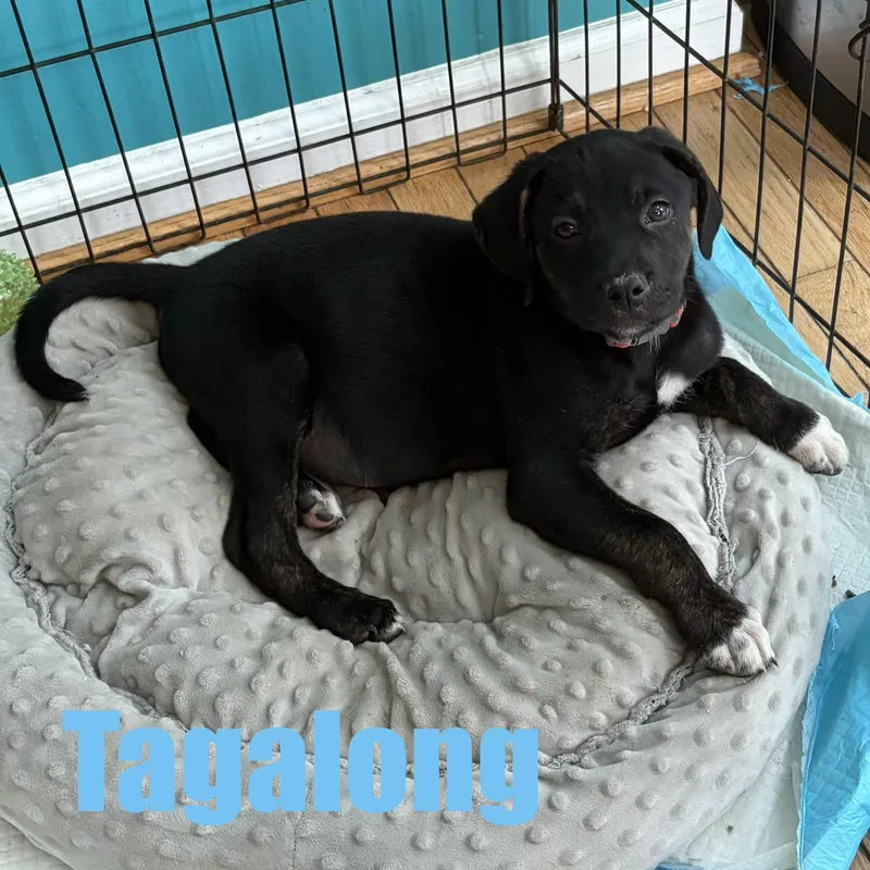 Tagalong thumbnail 2