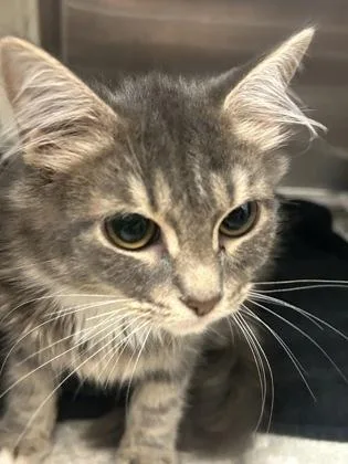 A baby small-sized female Domestic Short Hair cat named Wisteria for adoption in Chamblee, GA