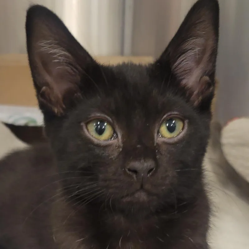 A baby small-sized male Black Domestic Short Hair cat named Witchy for adoption in Wheeling, IL