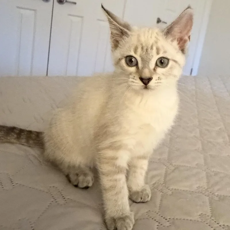 A baby medium-sized female Siamese cat named Bellini for adoption in Memphis, TN