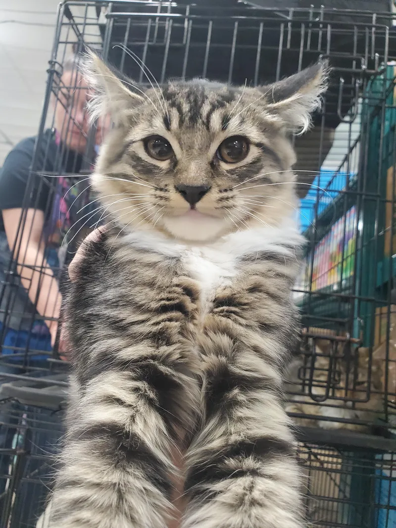 A baby small-sized male Domestic Medium Hair cat named Paxos for adoption in Wasilla, AK