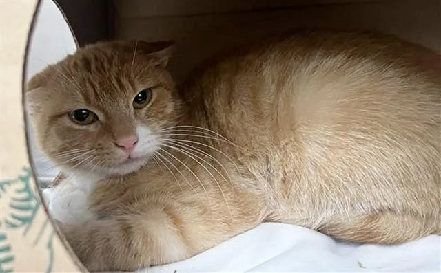 A young small-sized male Domestic Short Hair cat named Dollar Tree for adoption in Saint Louis, MO
