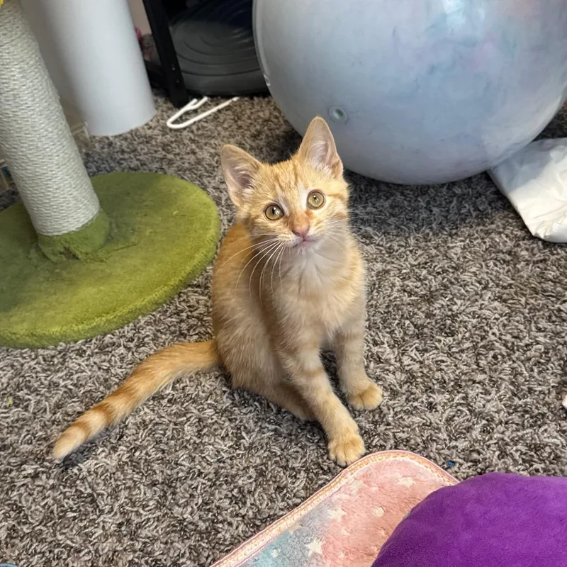 A baby small-sized male Orange / Red Domestic Short Hair cat named PeachesnCream for adoption in Overland Park, KS