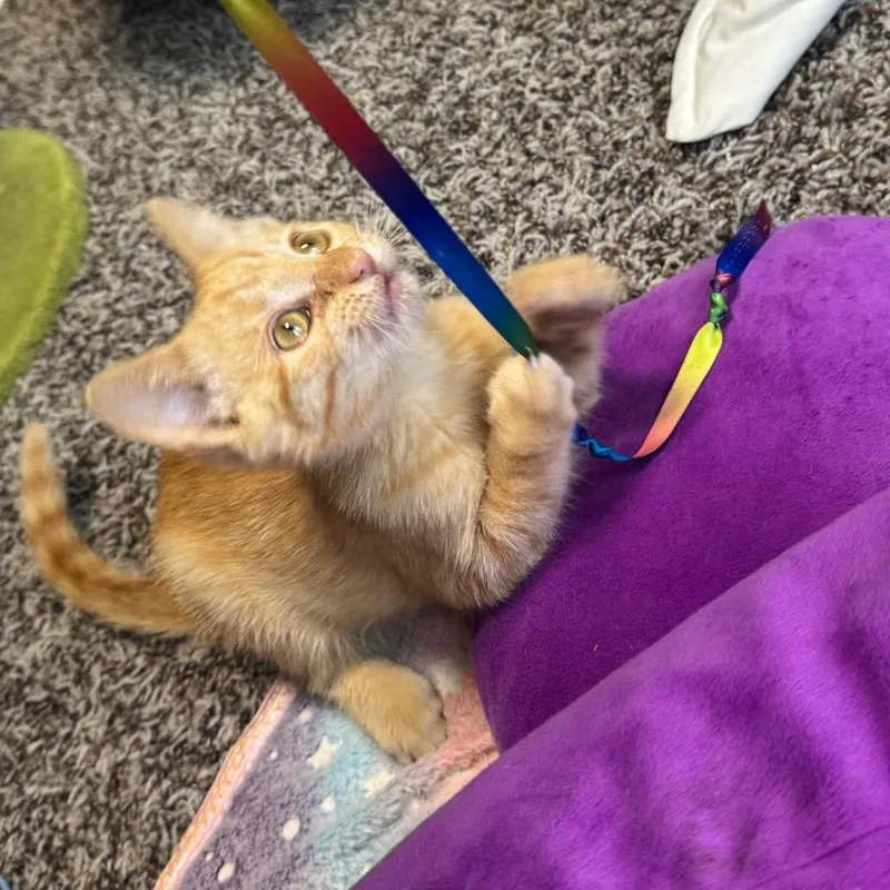 PeachesnCream thumbnail 2