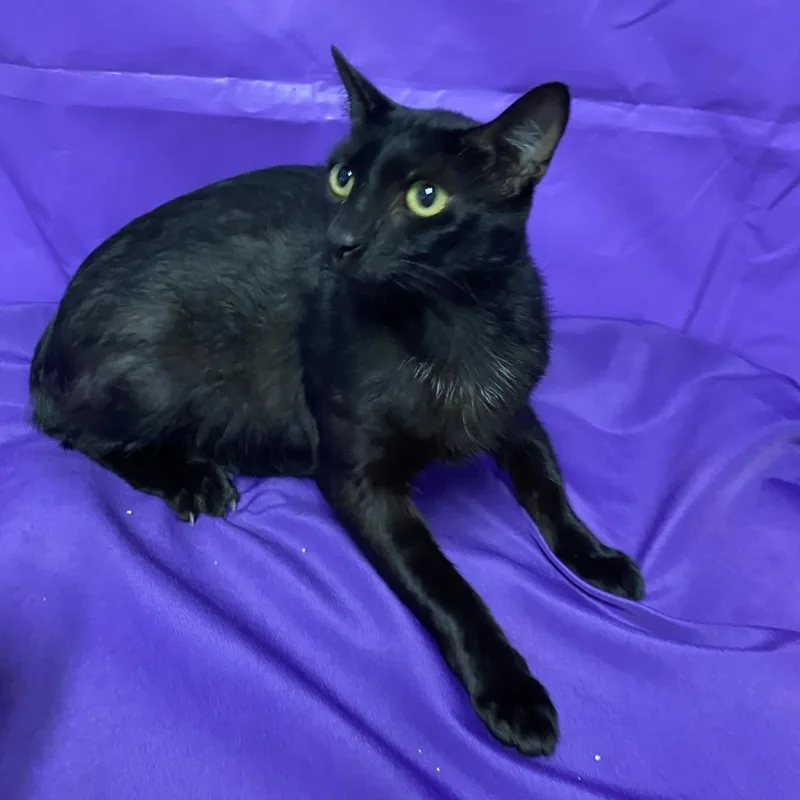 An adult large-sized male Black Domestic Short Hair cat named Mike for adoption in North Myrtle Beach, SC