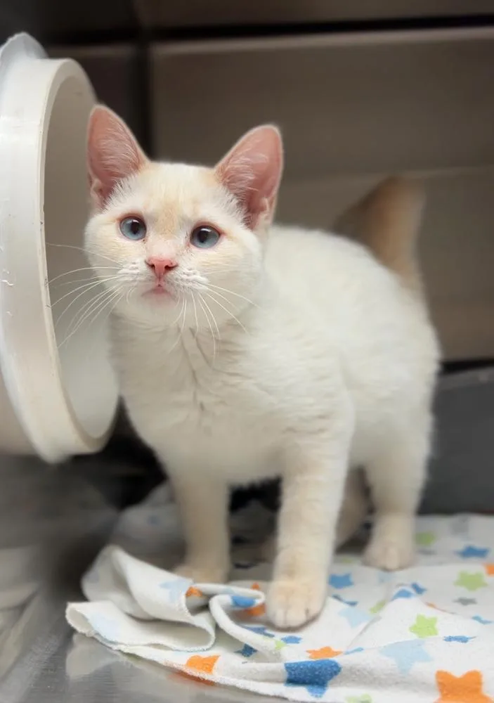 An adult medium-sized female Domestic Short Hair cat named Glacier for adoption in Bemidji, MN