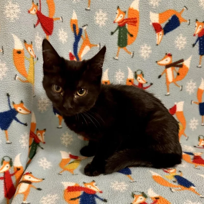 A baby small-sized female Black Domestic Short Hair cat named Elfy for adoption in Newberg, OR