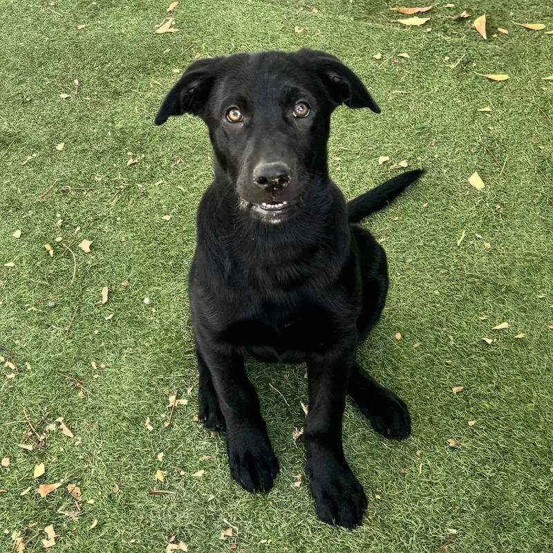 A baby large-sized female Labrador Retriever dog named Chistery for adoption in San Diego, CA