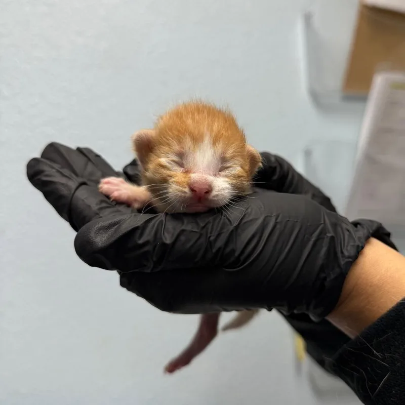 A baby small-sized male Orange / Red Domestic Medium Hair cat named Riot for adoption in Riverside, CA