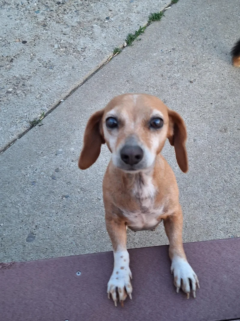 An adult small-sized female Brown / Chocolate Dachshund dog named Gracie for adoption in St. Clairsville, OH