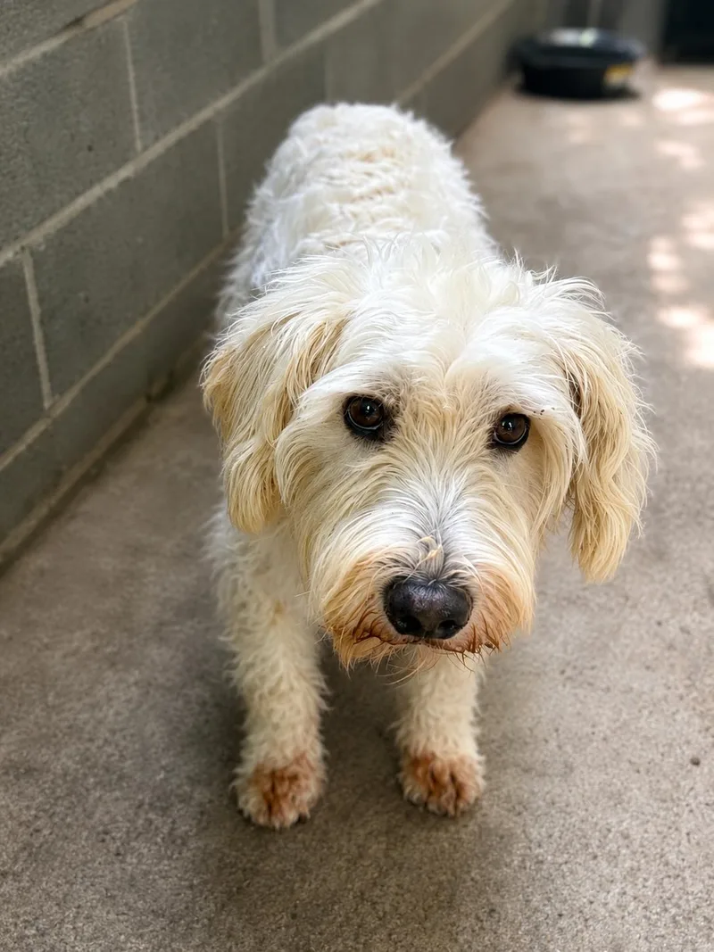 An adult small-sized female Wheaten Terrier dog named Sasha for adoption in Minneapolis, KS