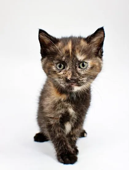 A baby small-sized female Himalayan cat named Chanel for adoption in Morton Grove, IL