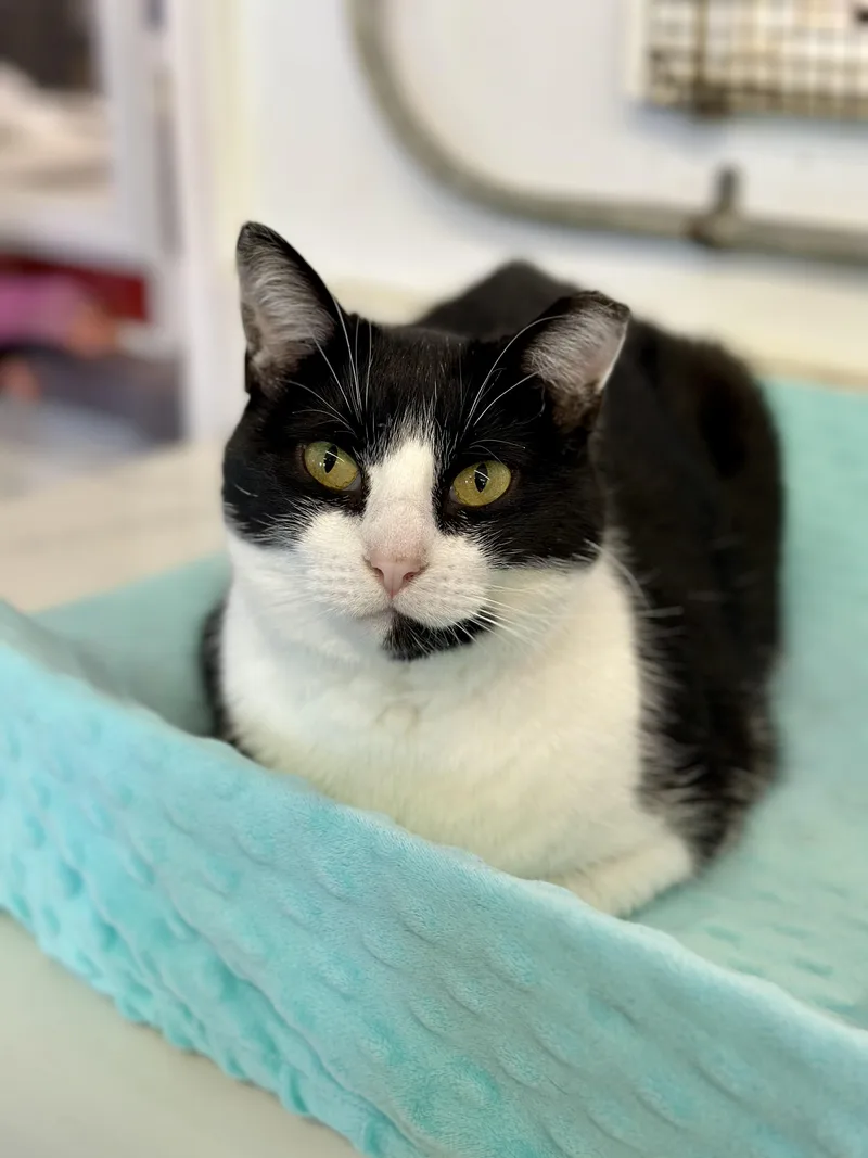 An adult medium-sized female Black & White / Tuxedo Domestic Short Hair cat named Baby Ruth for adoption in Faribault, MN