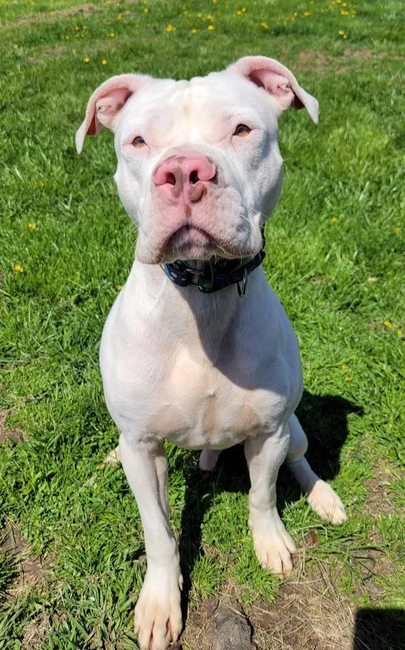 A young large-sized male White / Cream Pit Bull Terrier dog named Ghost for adoption in Lisbon, OH
