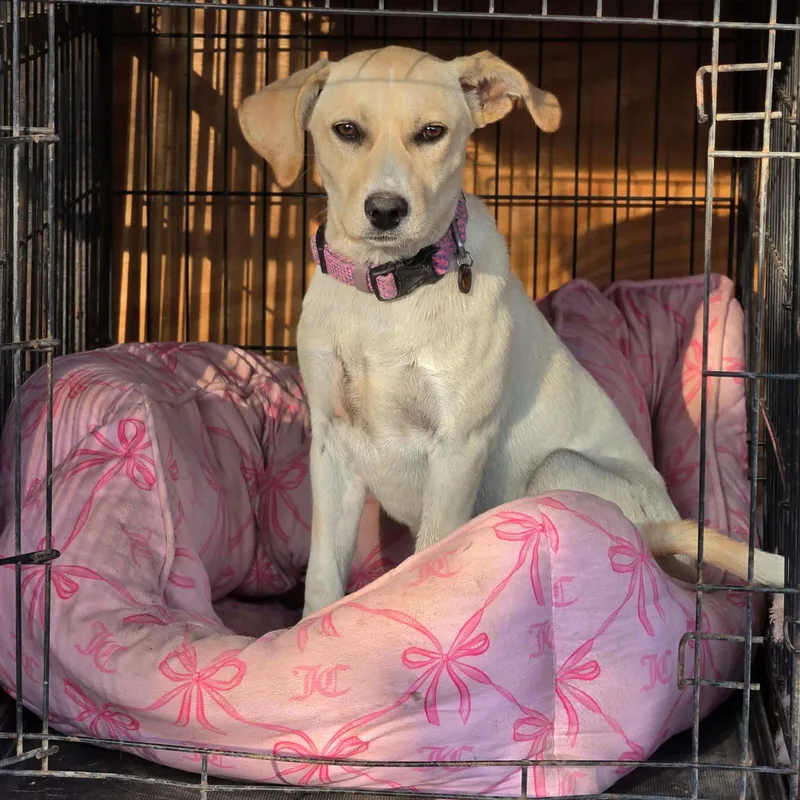 A baby medium-sized female Yellow Labrador Retriever dog named Honey for adoption in PLAINFIELD, CT