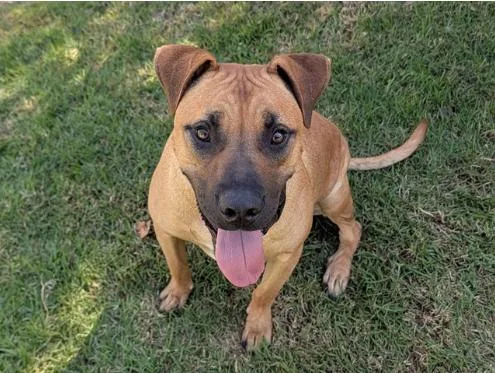 A young large-sized male Brown / Chocolate Rhodesian Ridgeback dog named Archie for adoption in San Clemente, CA