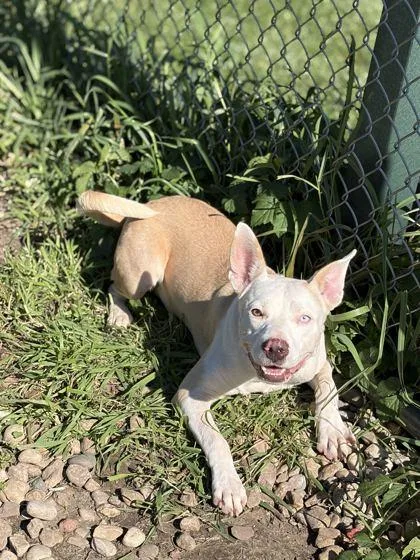 An adult medium-sized female Pit Bull Terrier dog named Bri for adoption in Jefferson, WI