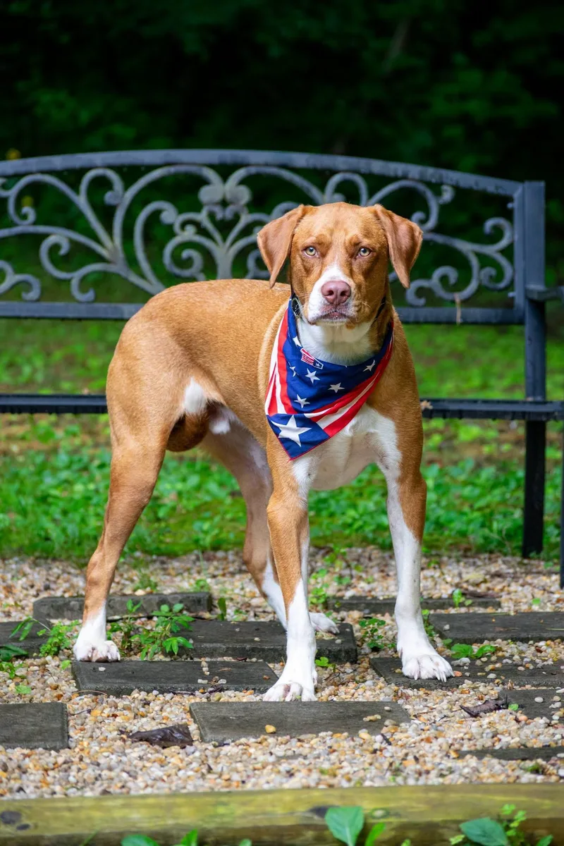 An adult large-sized male Yellow / Tan / Blond / Fawn Pointer dog named Uncle Sam for adoption in Sevierville, TN