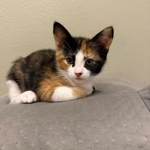 A baby medium-sized female Calico cat named Cleo for adoption in Woodland Hills, CA
