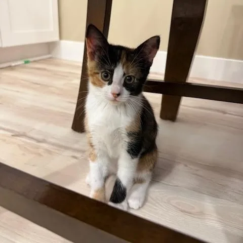 Cleo thumbnail 3
