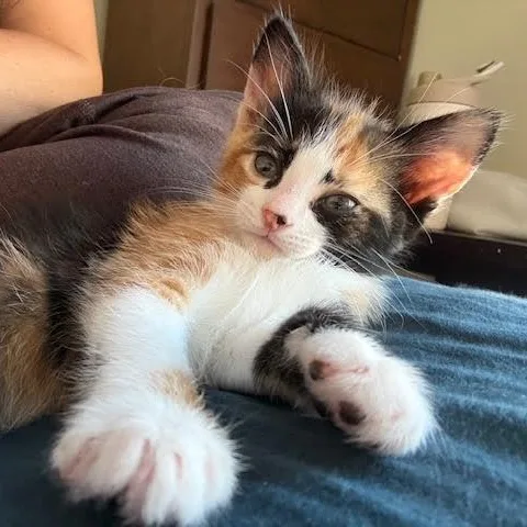 Cleo thumbnail 4