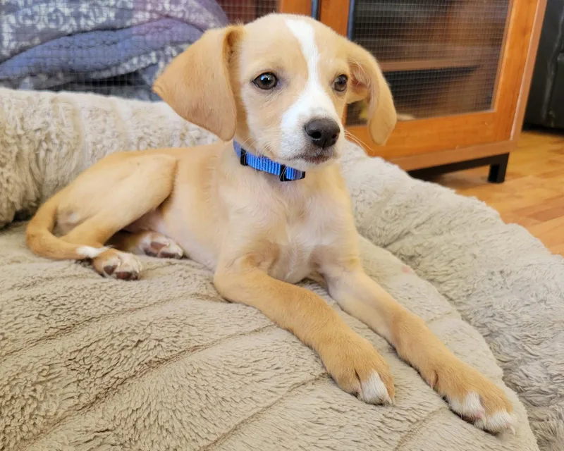 A baby small-sized male Chihuahua dog named Max for adoption in Corona, CA