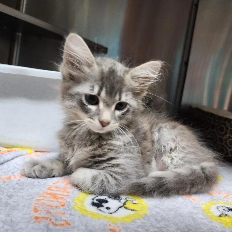 A baby small-sized female Gray / Blue / Silver Domestic Short Hair cat named Olso for adoption in Dixon, IL
