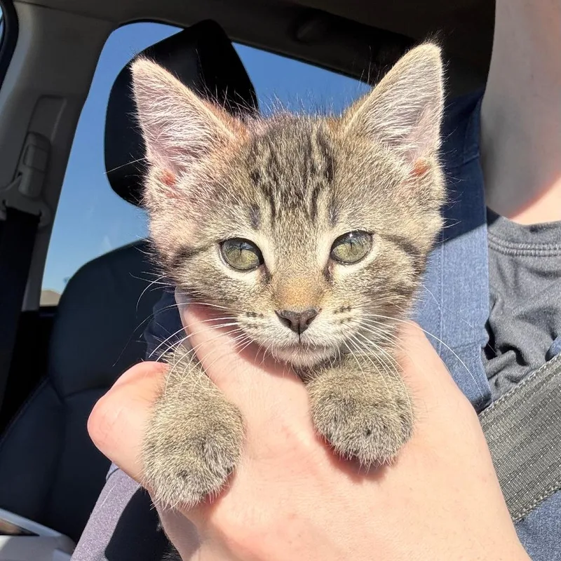 A baby small-sized female Gray / Blue / Silver Domestic Short Hair cat named Flounder for adoption in Normal, IL