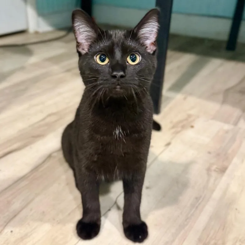 A baby small-sized female Black Domestic Short Hair cat named Charlotte for adoption in Champaign, IL