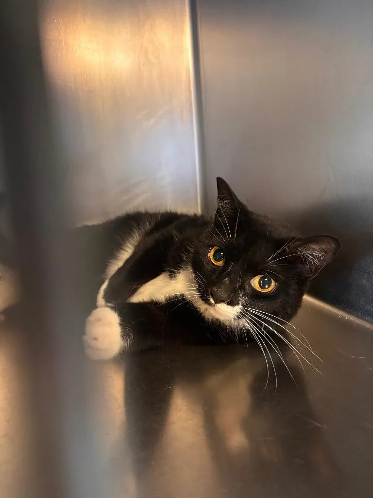 A young medium-sized female Domestic Short Hair cat named Jingles for adoption in Port Jervis, NY