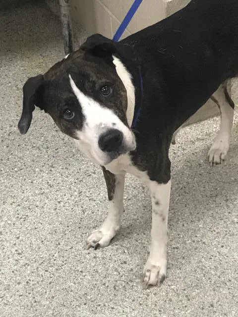An adult medium-sized female Bull Terrier dog named Daisy for adoption in Conroe, TX