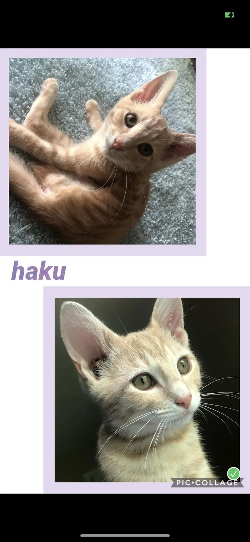A baby medium-sized male Tabby cat named Haku for adoption in Louisville, KY