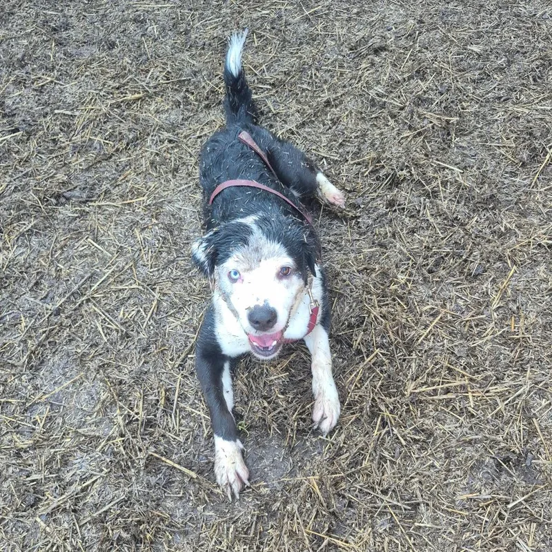 A young medium-sized female Black Border Collie dog named Pookie for adoption in Grand Rapids, MI