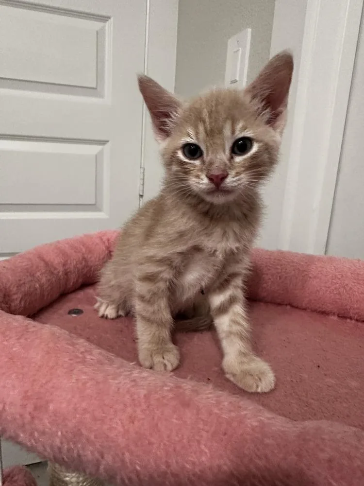 A baby small-sized male Domestic Short Hair cat named Henry for adoption in Brewster , NY