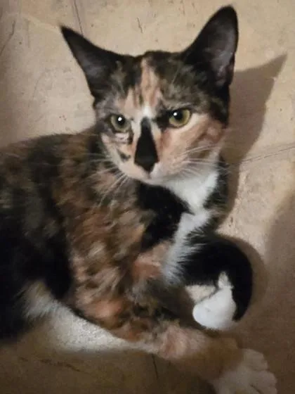 A baby medium-sized female Domestic Short Hair cat named Bubbles Twinkletoes for adoption in Savannah, GA