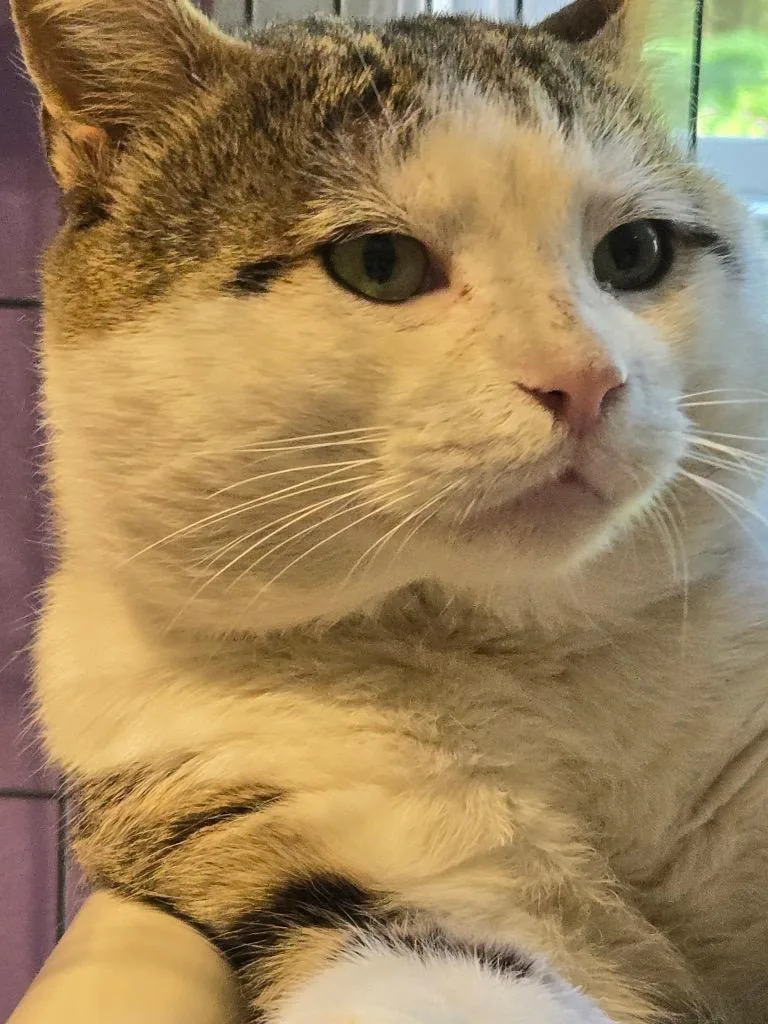 An adult medium-sized male Domestic Short Hair cat named Leon for adoption in Cambridge, MD