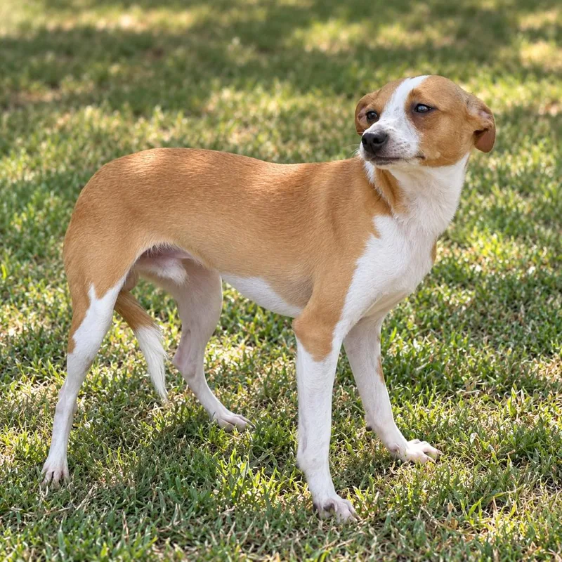 A young small-sized male Terrier dog named Cappy for adoption in Bastrop, TX