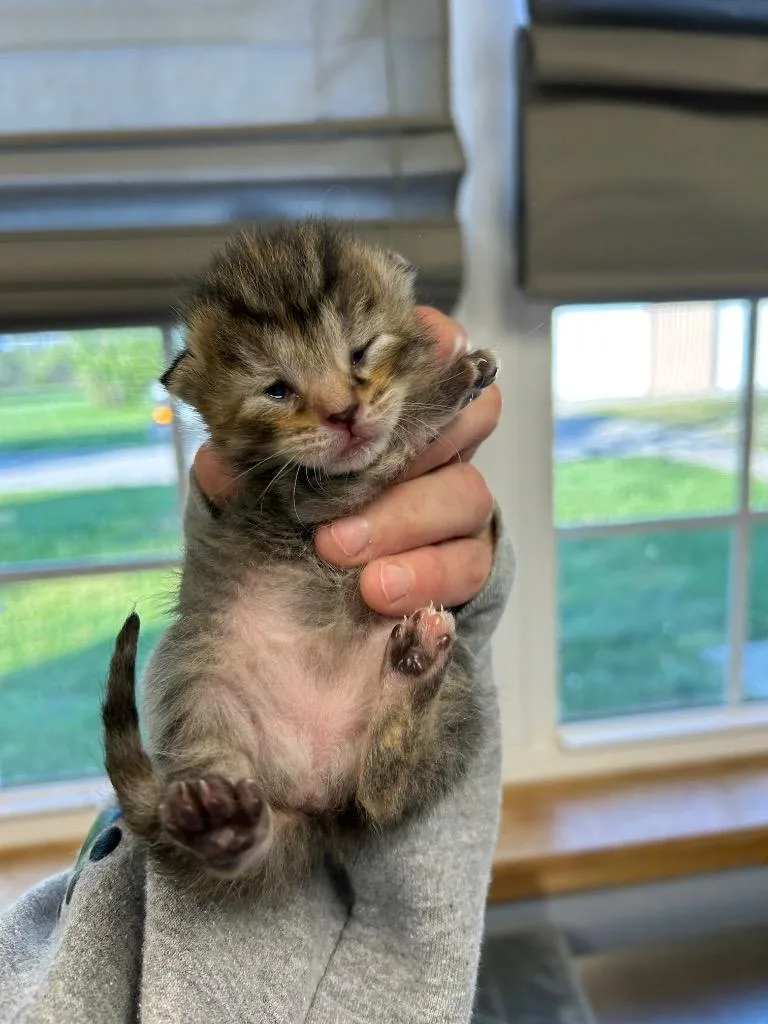 A baby small-sized female Domestic Short Hair cat named Carina Smyth for adoption in West Union, OH