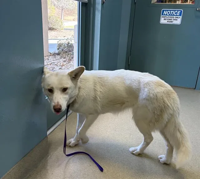 A young medium-sized female Mixed Breed dog named Maple Syrup for adoption in Newton, NC