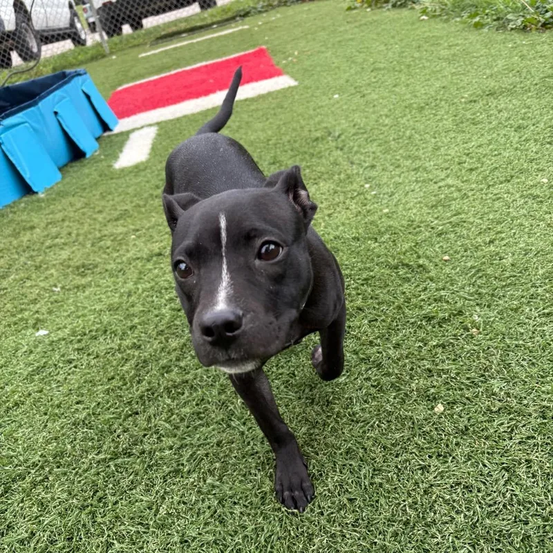 A young small-sized female Black Mixed Breed dog named Stink Bug for adoption in Batavia, OH