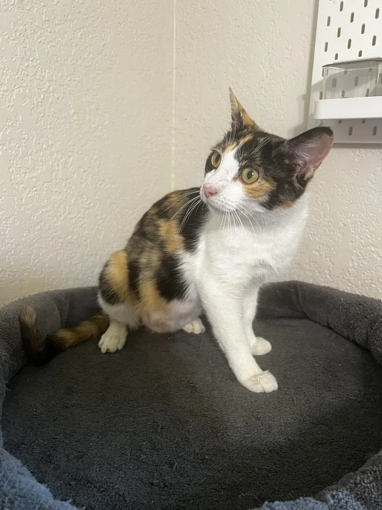 An adult medium-sized female Domestic Short Hair cat named Super “Callie” fragilistic expialidoucious for adoption in Blanchard, OK