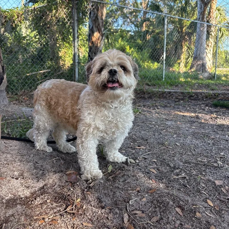 An adult small-sized male White / Cream Shih Tzu dog named Pip for adoption in Port Richey, FL