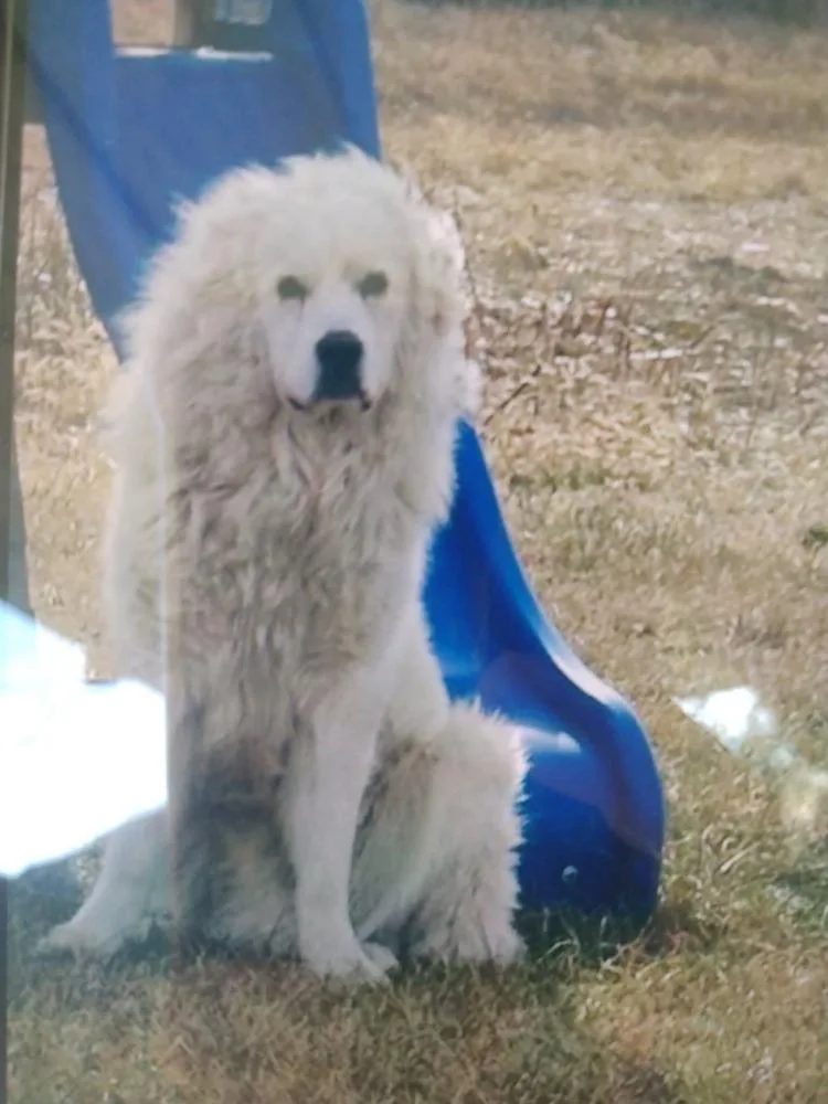 An adult large-sized male White / Cream Great Pyrenees dog named Cairo for adoption in Lakeland, FL