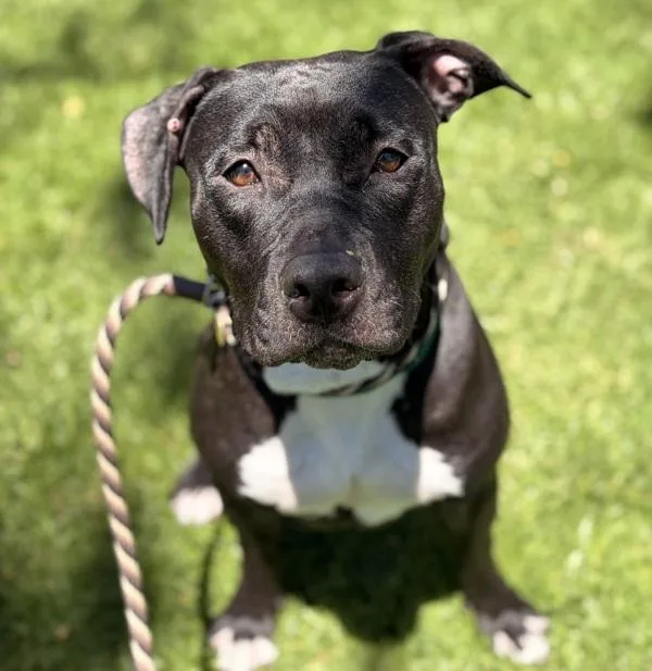 An adult large-sized female Pit Bull Terrier dog named Kala for adoption in Oakland, CA