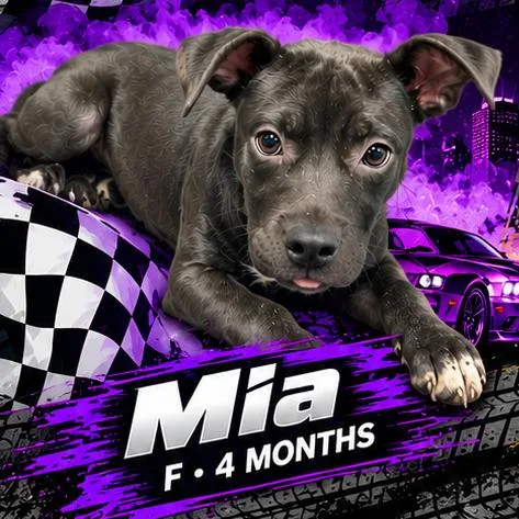 A young medium-sized female Pit Bull Terrier dog named Mia for adoption in Medford, NY