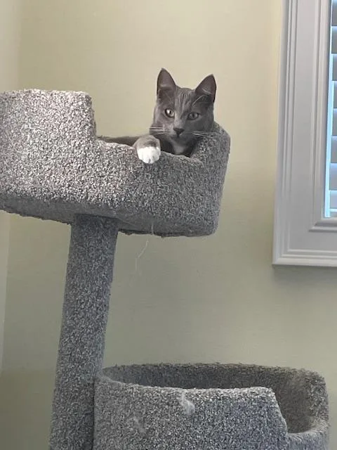 A young medium-sized male Domestic Short Hair cat named Paddy for adoption in Rochester, WA