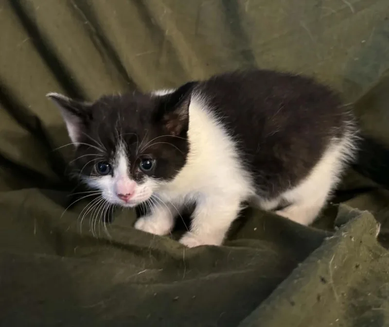 A baby medium-sized female Black Domestic Short Hair cat named Cassiopeia for adoption in Ontario, NY