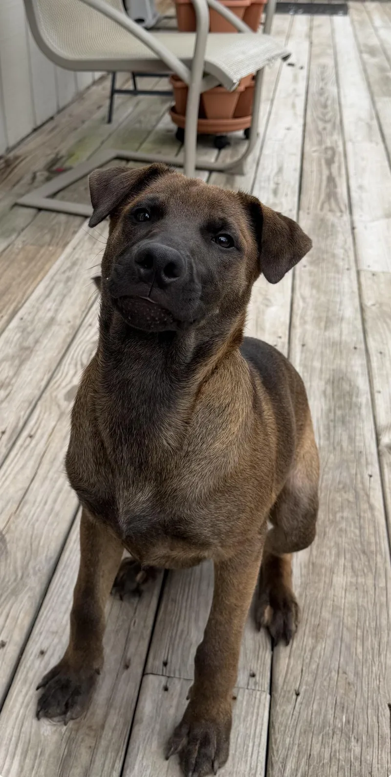 A baby large-sized male Shepherd dog named Buddy for adoption in Sycamore, IL