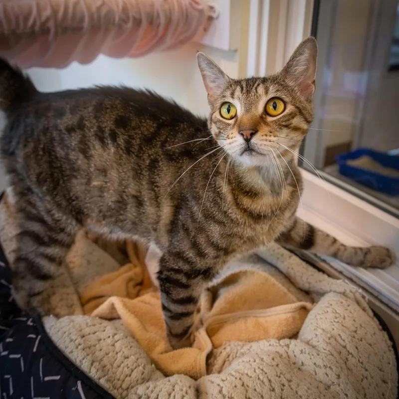 A senior medium-sized male Tabby cat named Ferdinandc  Sn Food for adoption in Greenville, DE