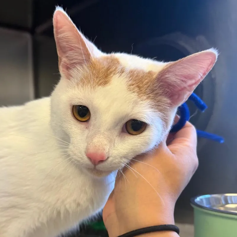 A young medium-sized male White Domestic Short Hair cat named Maru for adoption in Chicago, IL